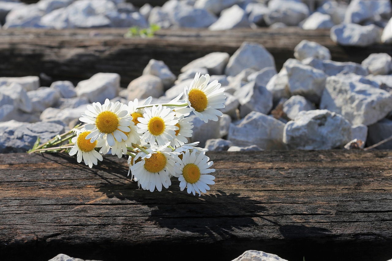 Image symbolique pour illustrer un article sur présenter des condoléances