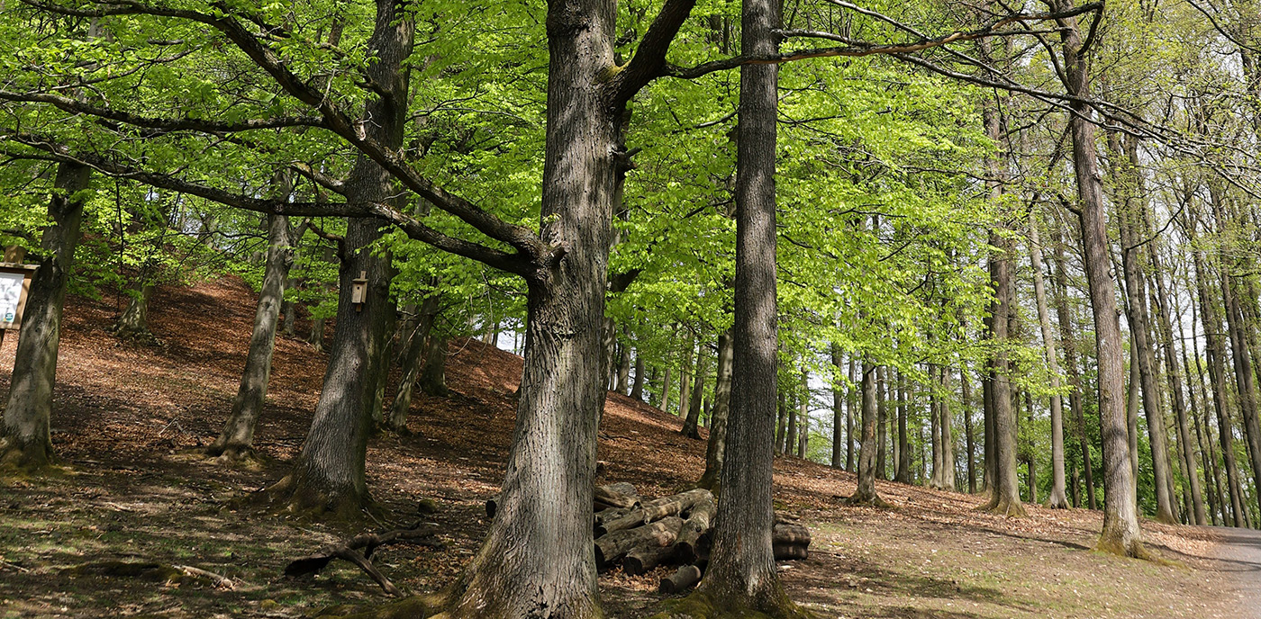 arbres dans une forêt du souvenir
