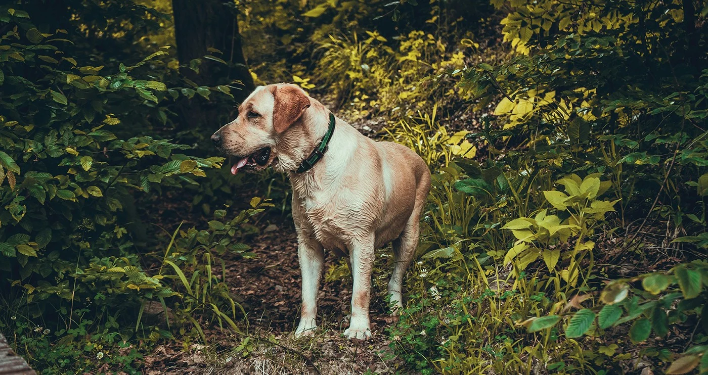 Was passiert mit meinem Hund, wenn ich sterbe?